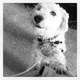 Illustration for article titled In which I love my dog